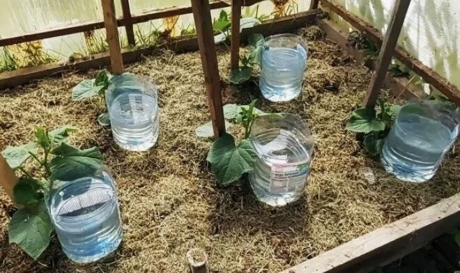 Капельный полив своими руками: 3 простых способа