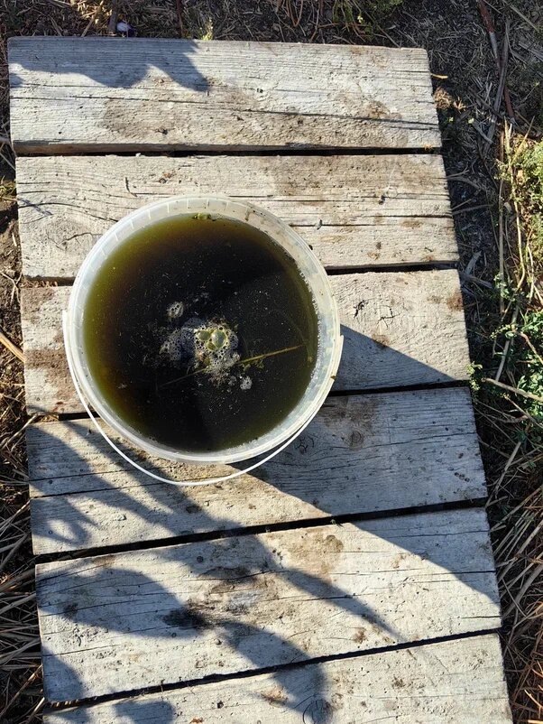 Настой сброженной травы. Фото Натальи Мироновой