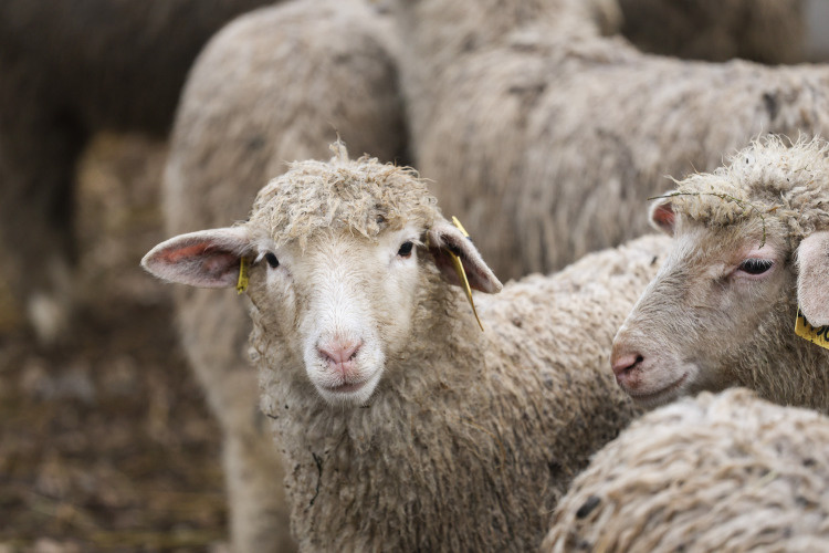    Мусульмане в этот день совершают курбан — ритуальное заклание животного, — чтобы выразить благодарность Всевышнему и помочь нуждающимся.   
Фото: «БИЗНЕС Online»