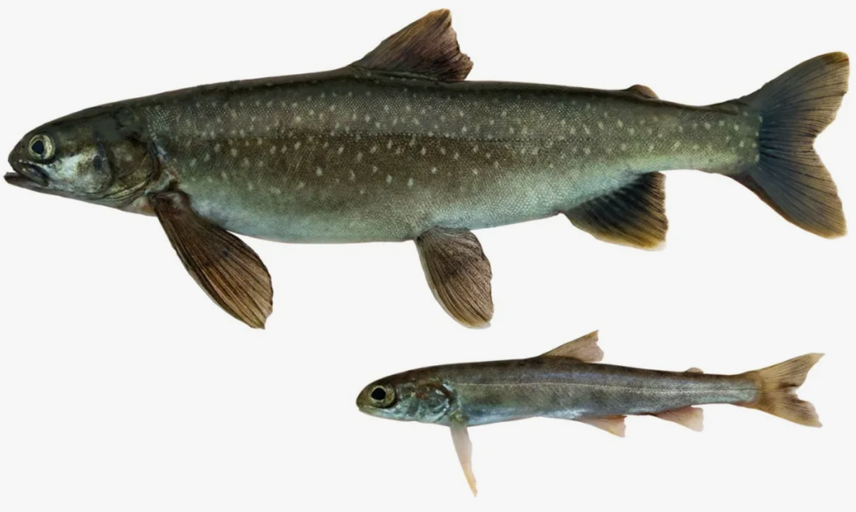 Длиннопёрая палия (Salvethymus svetovidovi)