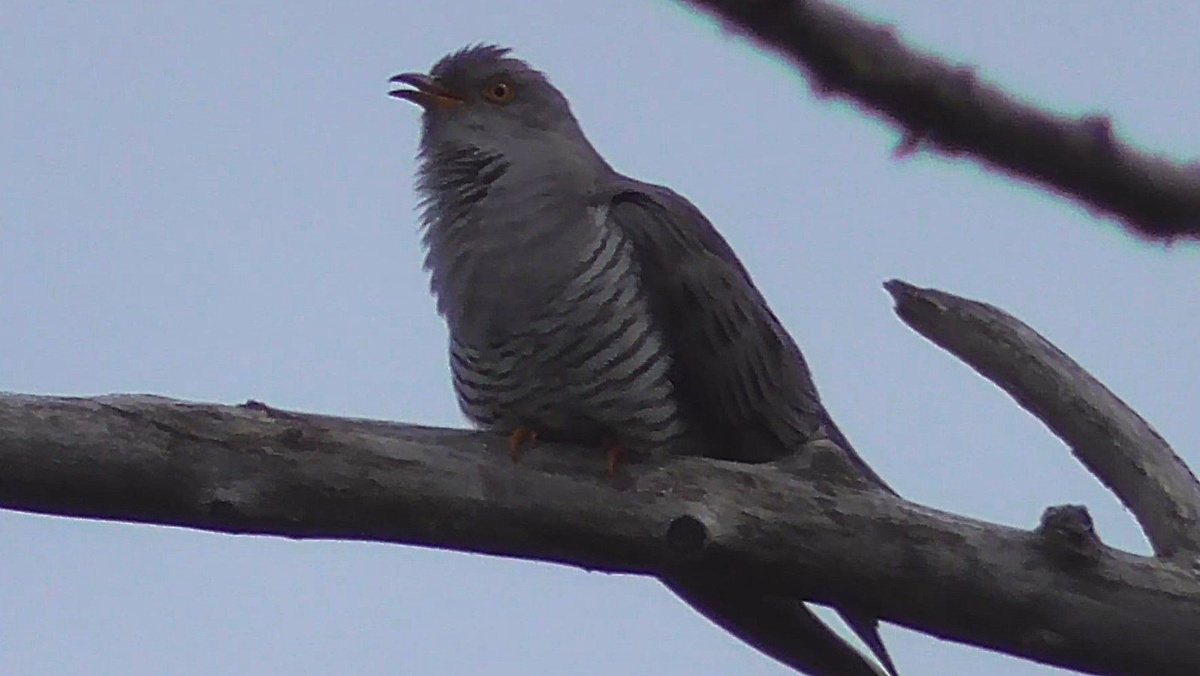 Кукушка в мае. Поет, кукует расположившись на ветках старой ивы.