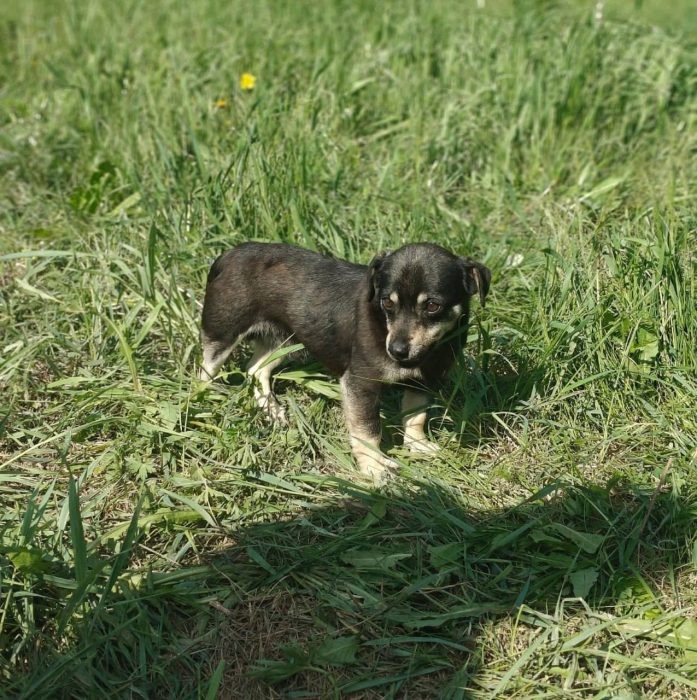 Фото "ЛизаАлерт".