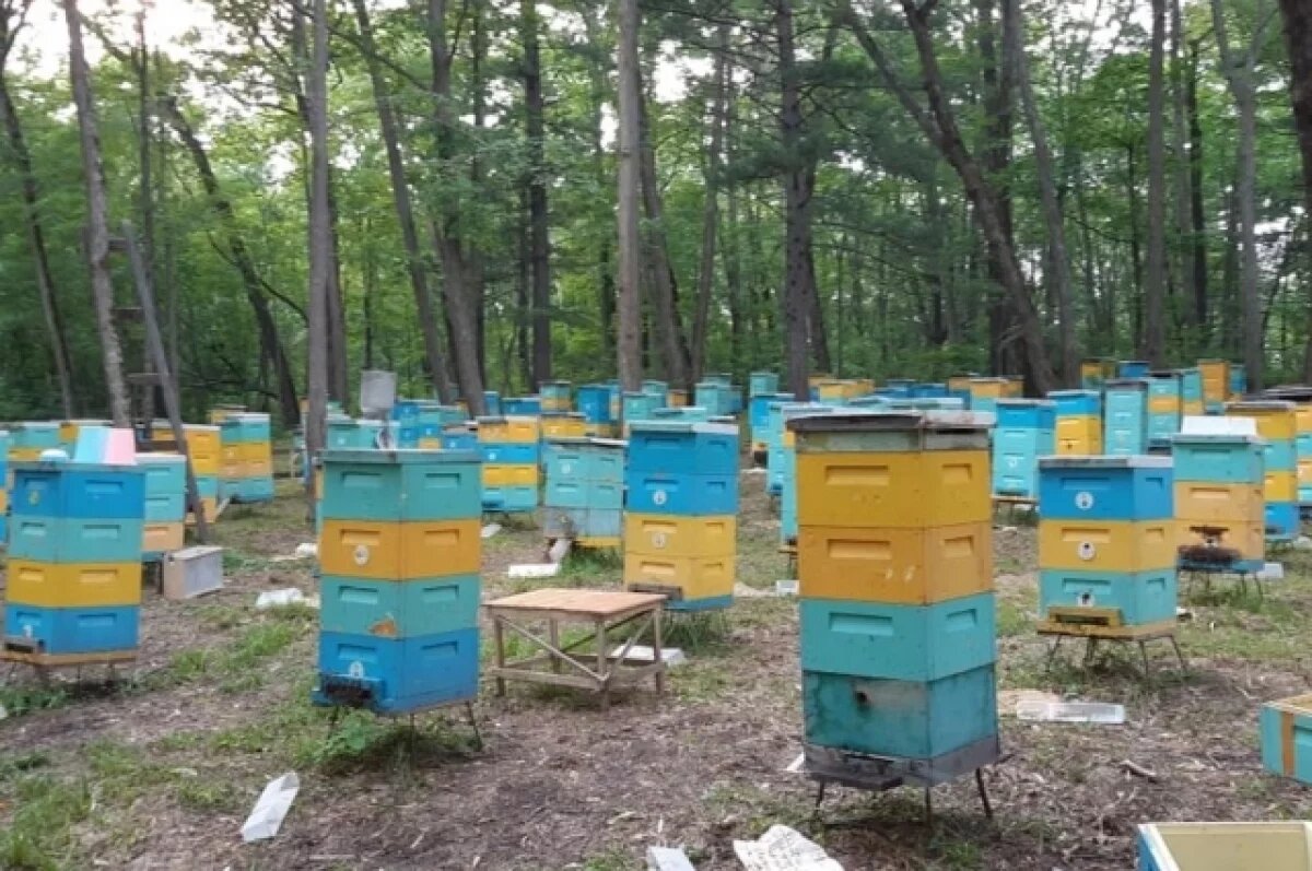    В омском СНТ пчёлы ужалили женщину и насмерть искусали собаку