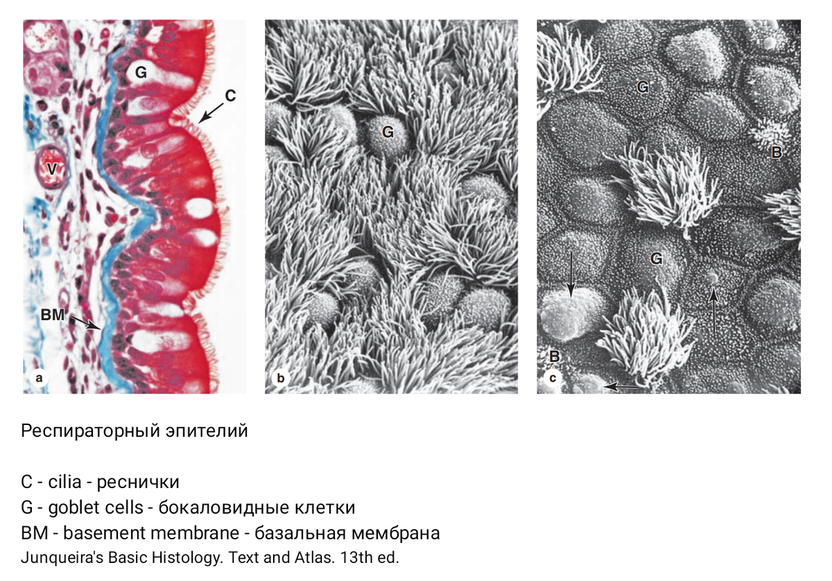 Респираторный эпителий - эпителий в дыхательной системе.