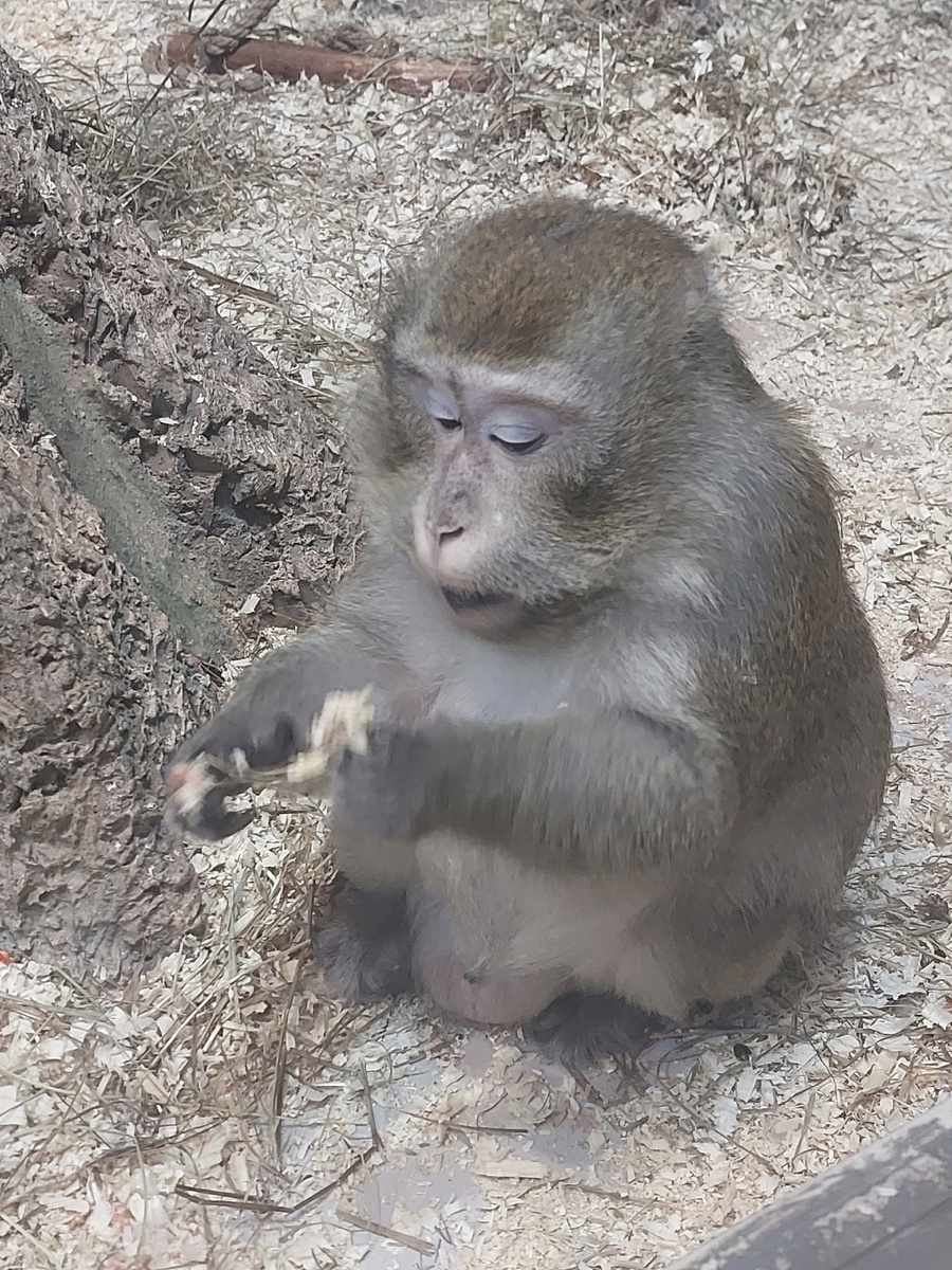 Автопортрет меня за разработкой чегото нового ( подруга прислала фото из Ярославского зопарка)