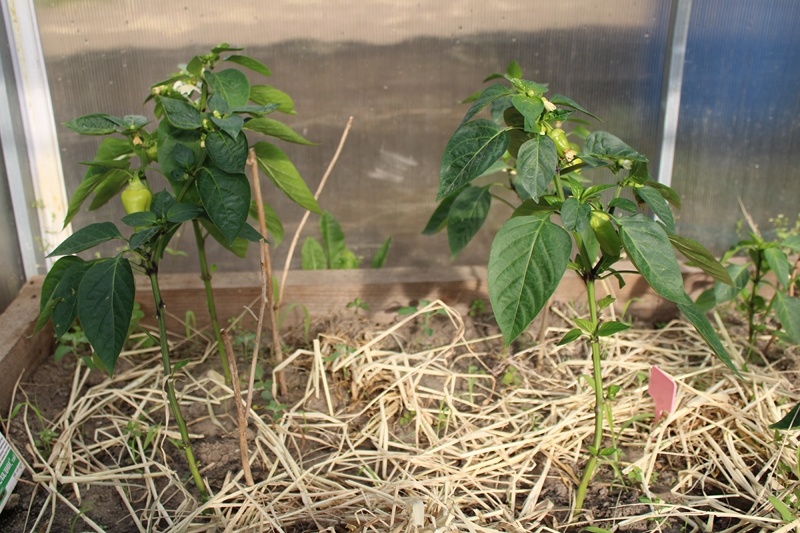 Сладкий перец в теплице