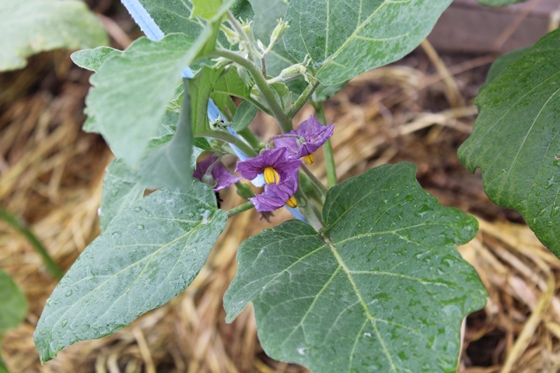Цветение баклажанов. Подмосковье