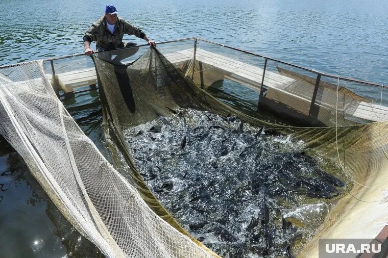 Воспроизводство осетра в ЯНАО возможно только искусственным путем. Фото: Вадим Ахметов © URA.RU