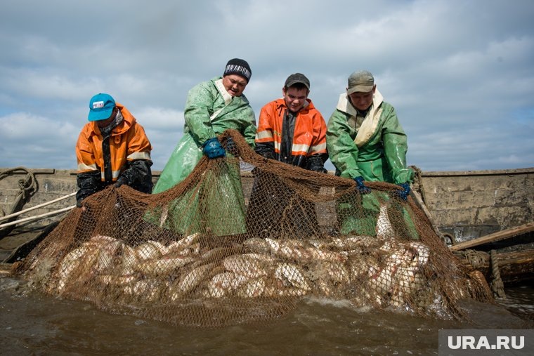 Рыбный промысел как и добыча газа - ключевое направление ямальской экономики. Фото: Александр Кулаковский © URA.RU