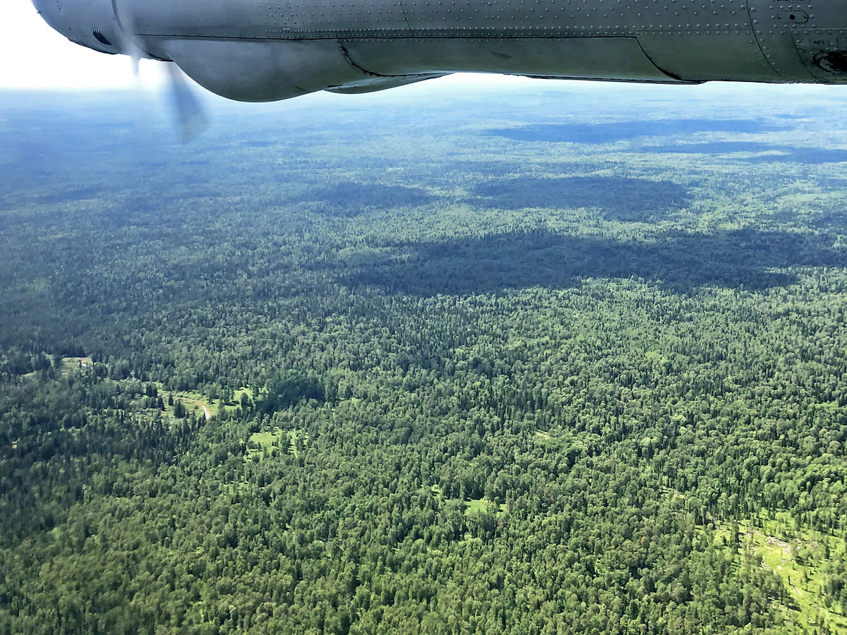     Через бескрайнюю сибирскую тайгу будут пробивать новую 135-километровую трассу
