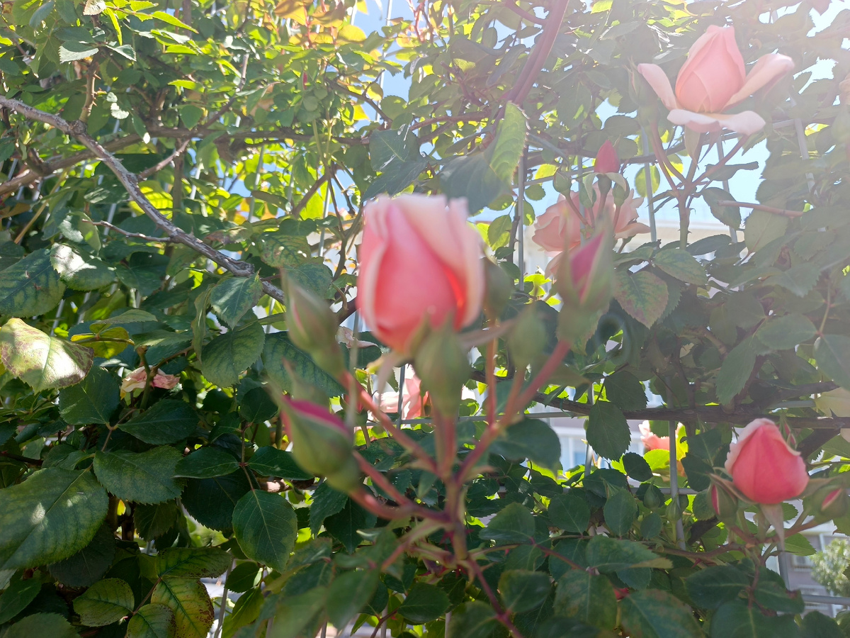 ФТ Сириус, Бульвар Надежд, июнь 2025 г.