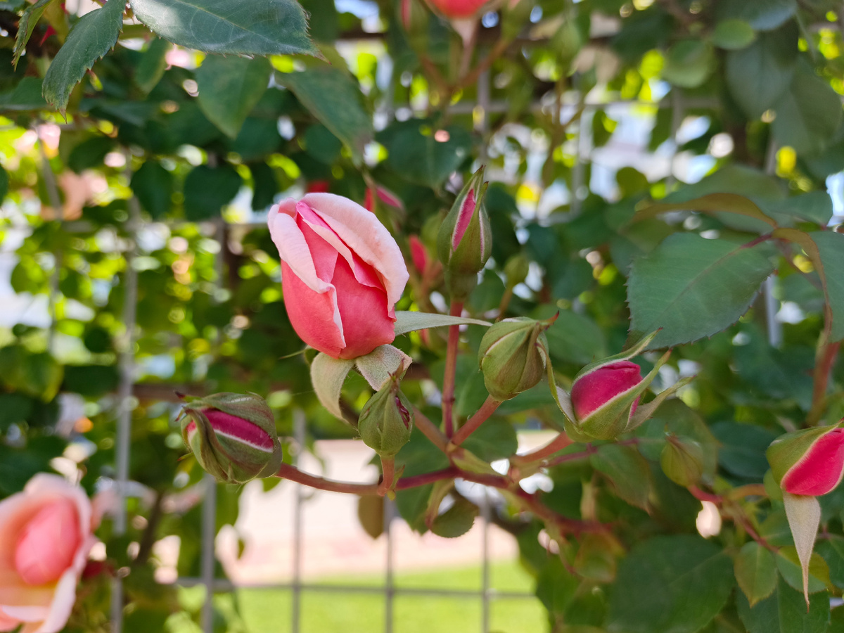 ФТ Сириус, Бульвар Надежд, июнь 2025 г.