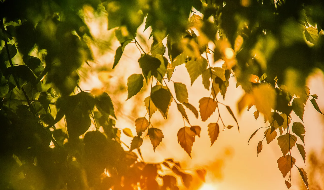 картинки Яндекс