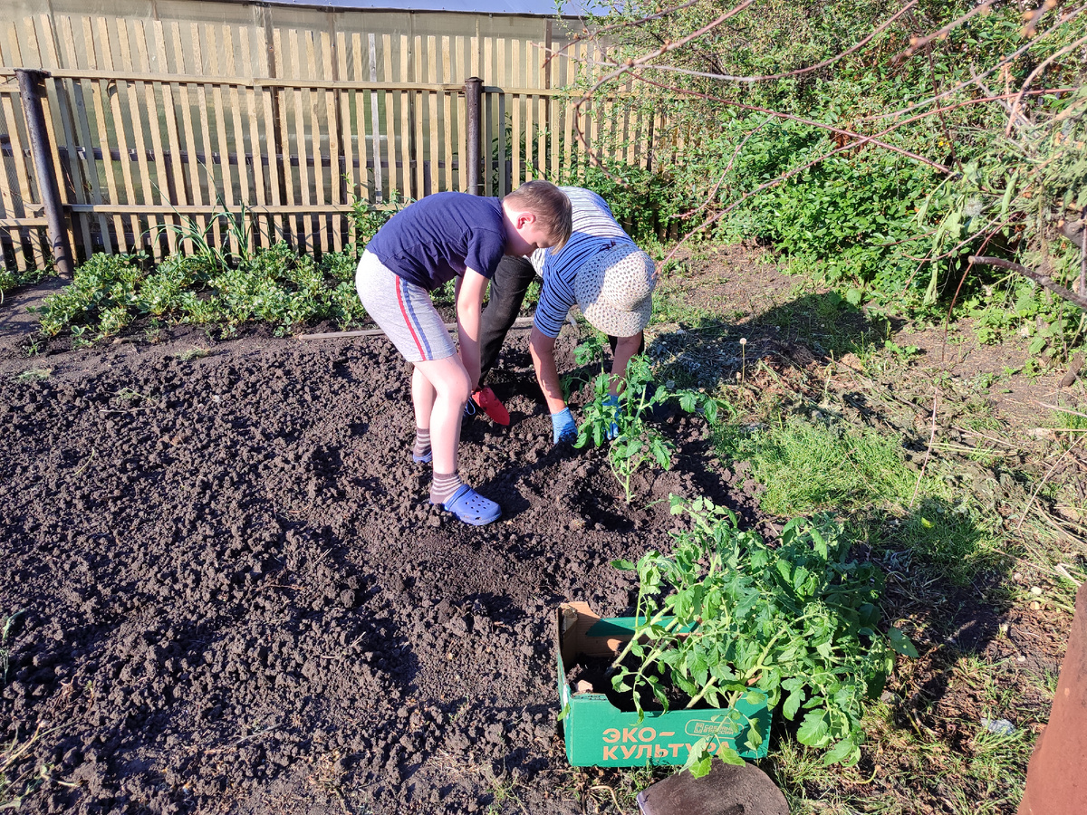 Паша и баба Надя пересаживают помидоры