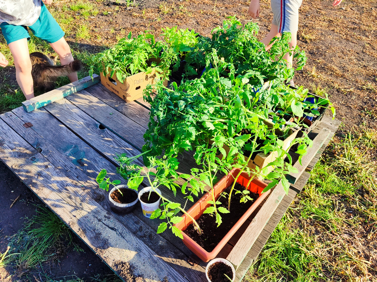 Тут и рассада, и то, что выкопали