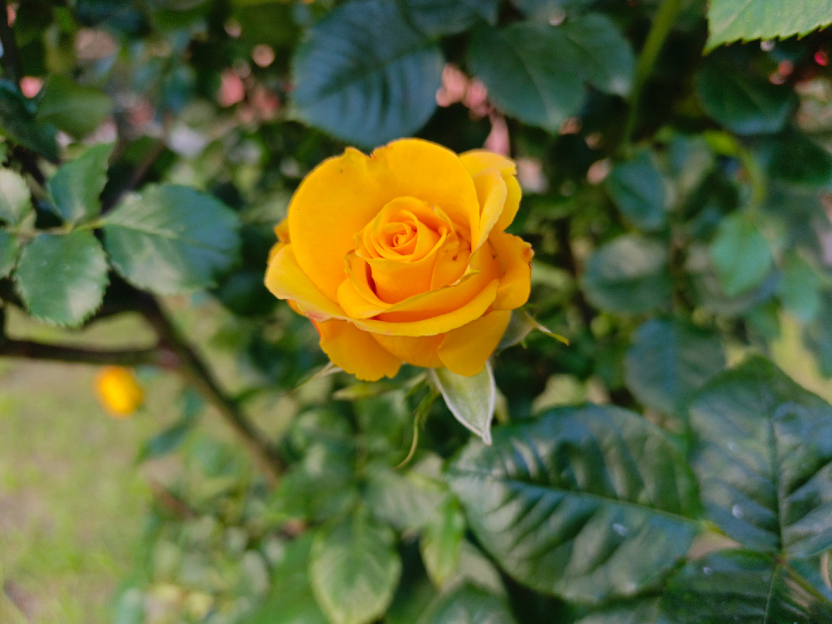 Адлер, июнь 2025 г.