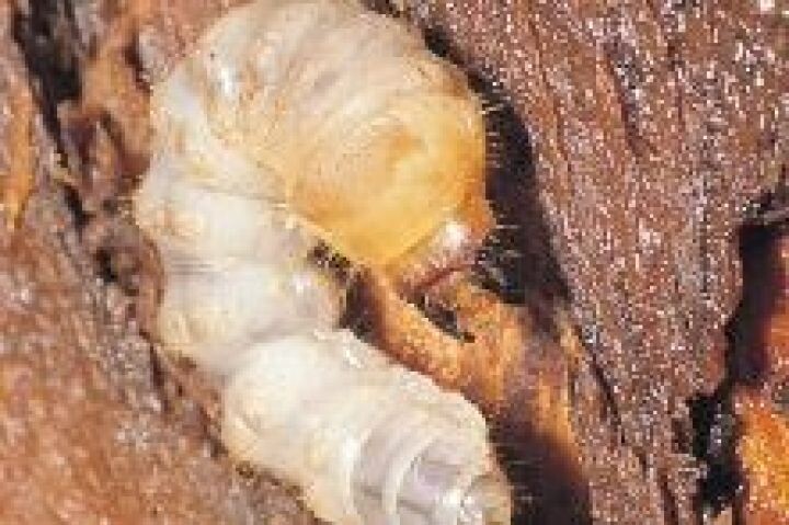    Фото:Пресс-служба Приморского межрегионального управления Россельхознадзора