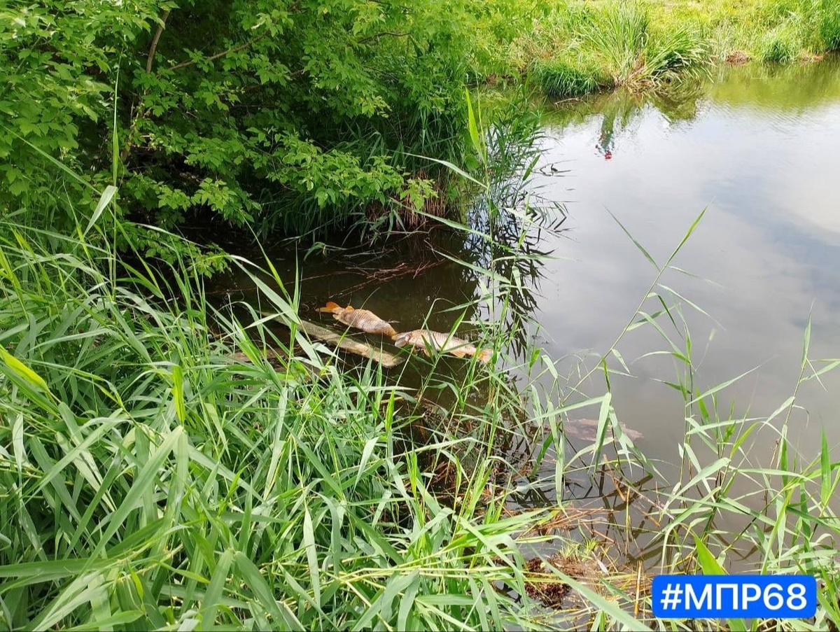 Причиной гибели рыбы могли стать загрязняющие вещества