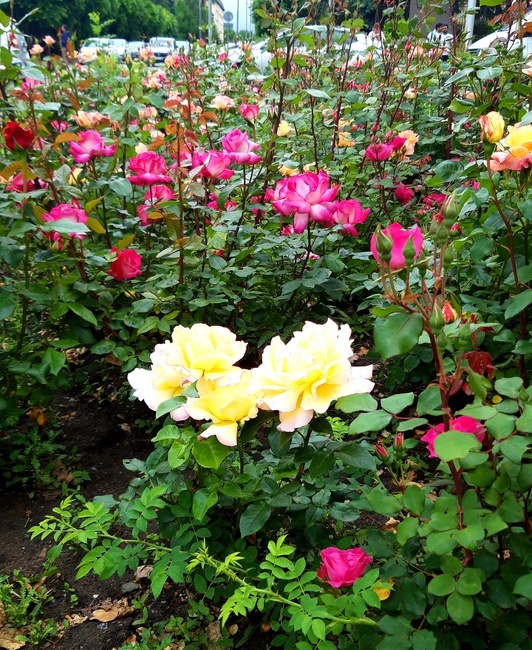 фотография автора