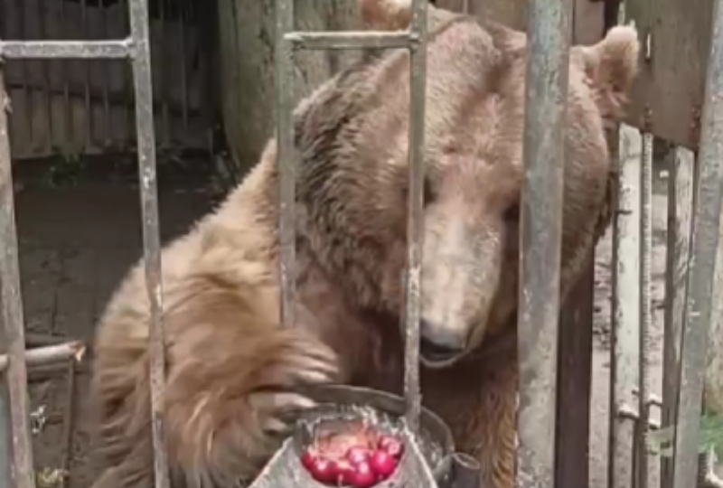 Чистая клетка и душ появились после общественного резонанса у медведя, которого содержат в санатории Абхазии