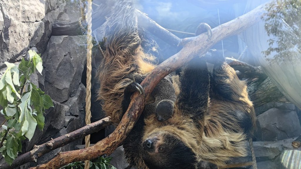    Фото: Екатеринбургский зоопарк