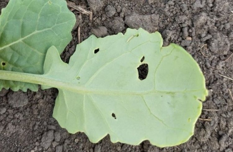    Капустную моль на рапсе важно захватить инсектицидной обработкой вовремя