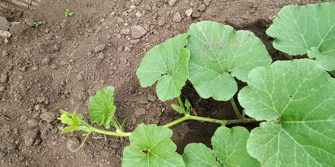 Чем и как подкармливать тыкву в июне: схема удобрений по фазам роста