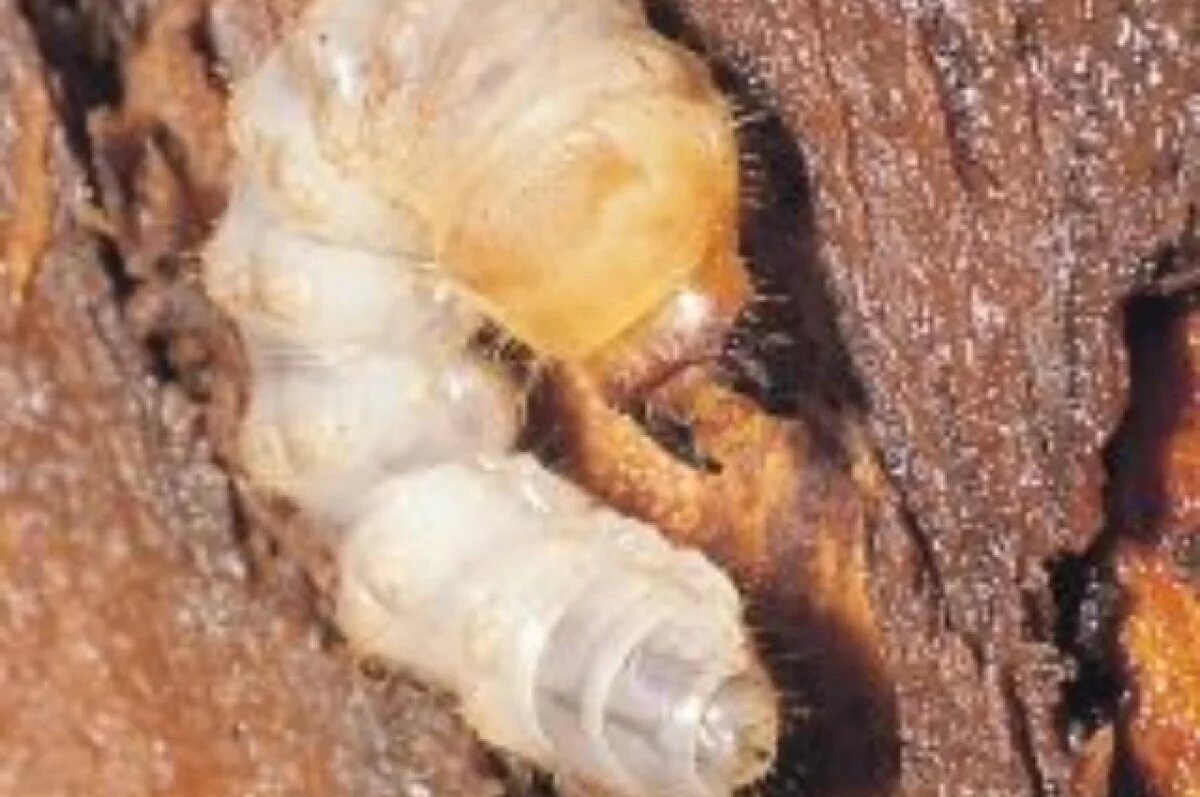    В Хабаровском крае в лесоматериалах нашли жуткого вредителя: жука-скрипуна