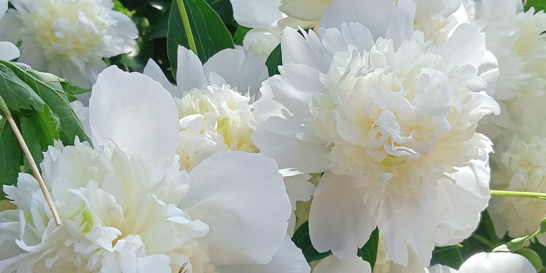 — Лен, ну сколько можно копать? Мы же приехали отдыхать!