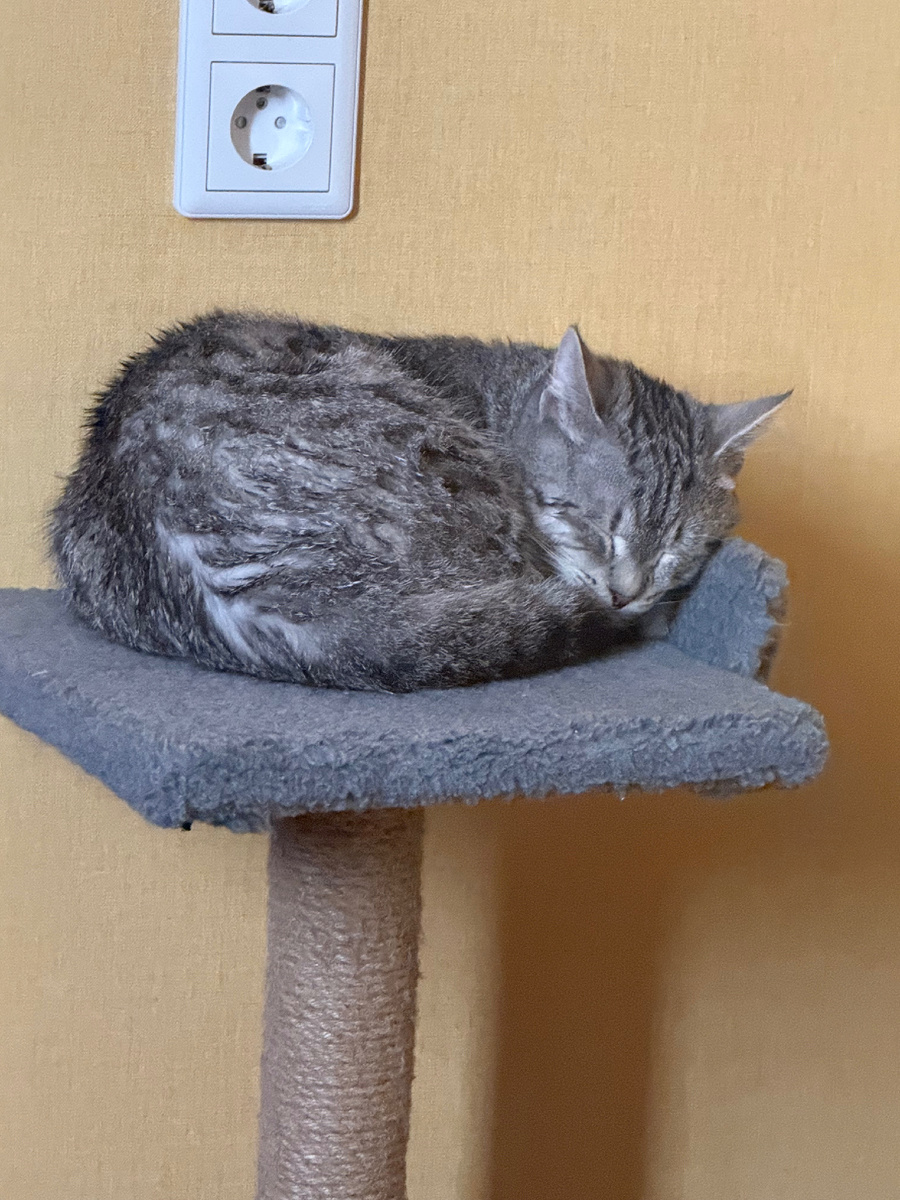 Холодный, голодный 🐈