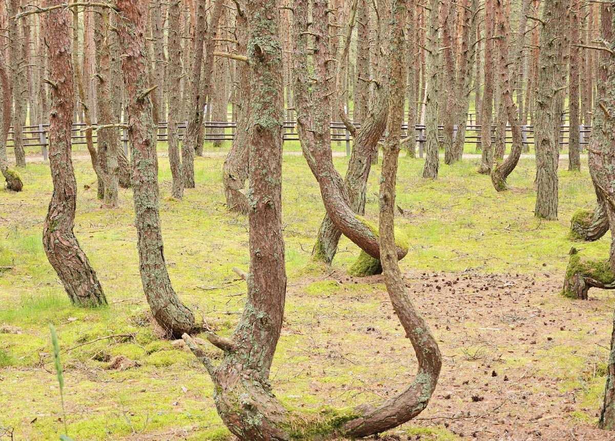 Куршская коса, фото автора