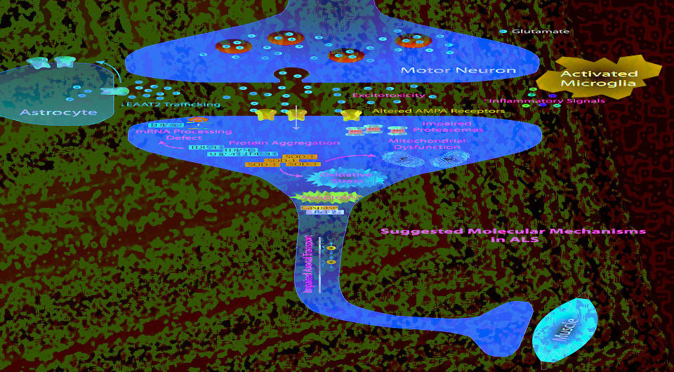   N + 1; Rcchang16 / Wikimedia Commons / CC-BY-SA-4.0