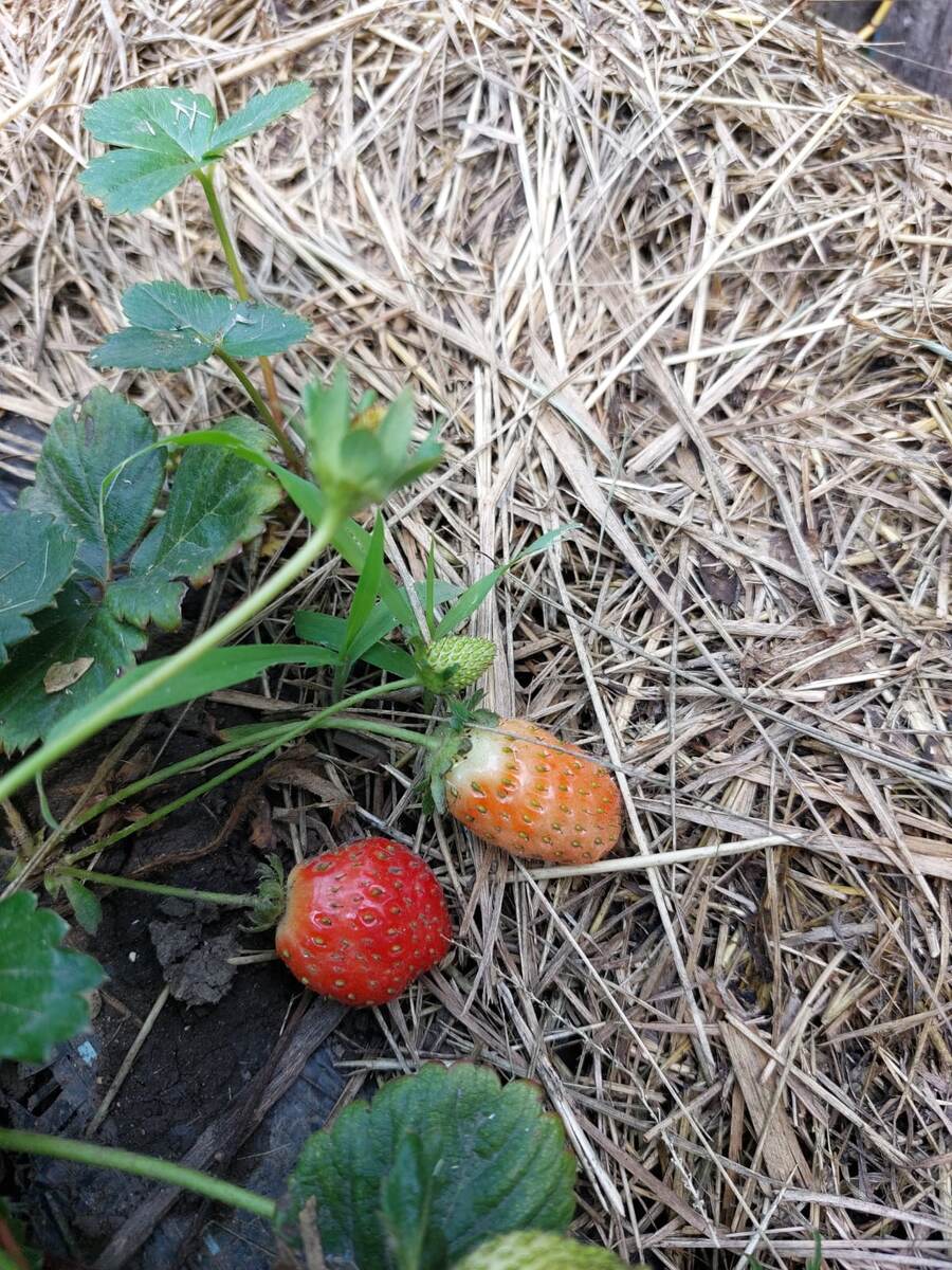 Мульчирование клубники сеном