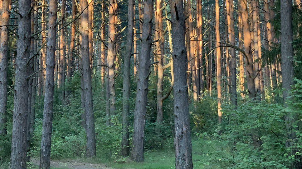 Фото: Александра Викулова / Коммерсантъ