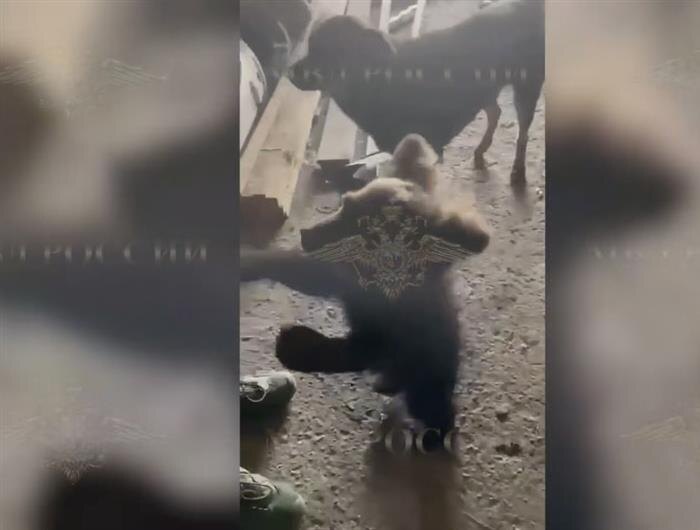    ФОТО: скриншот с видео МВД России