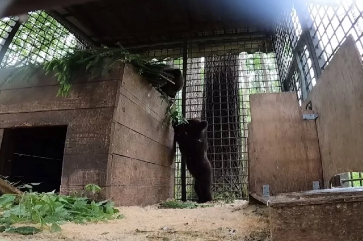    Медвежата уже подружились.