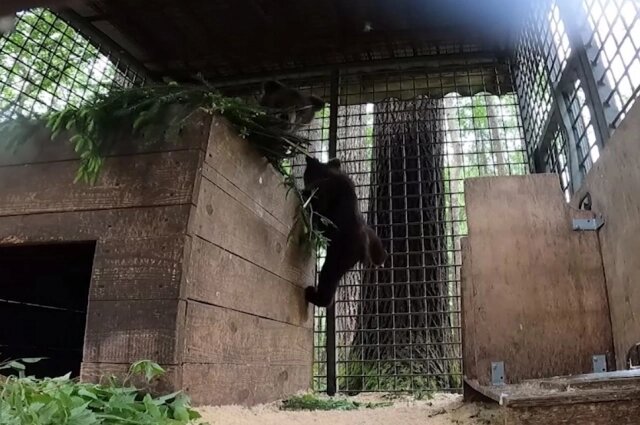    Маленькие медведицы очень шустрые. Фото: Центр спасения медвежат-сирот