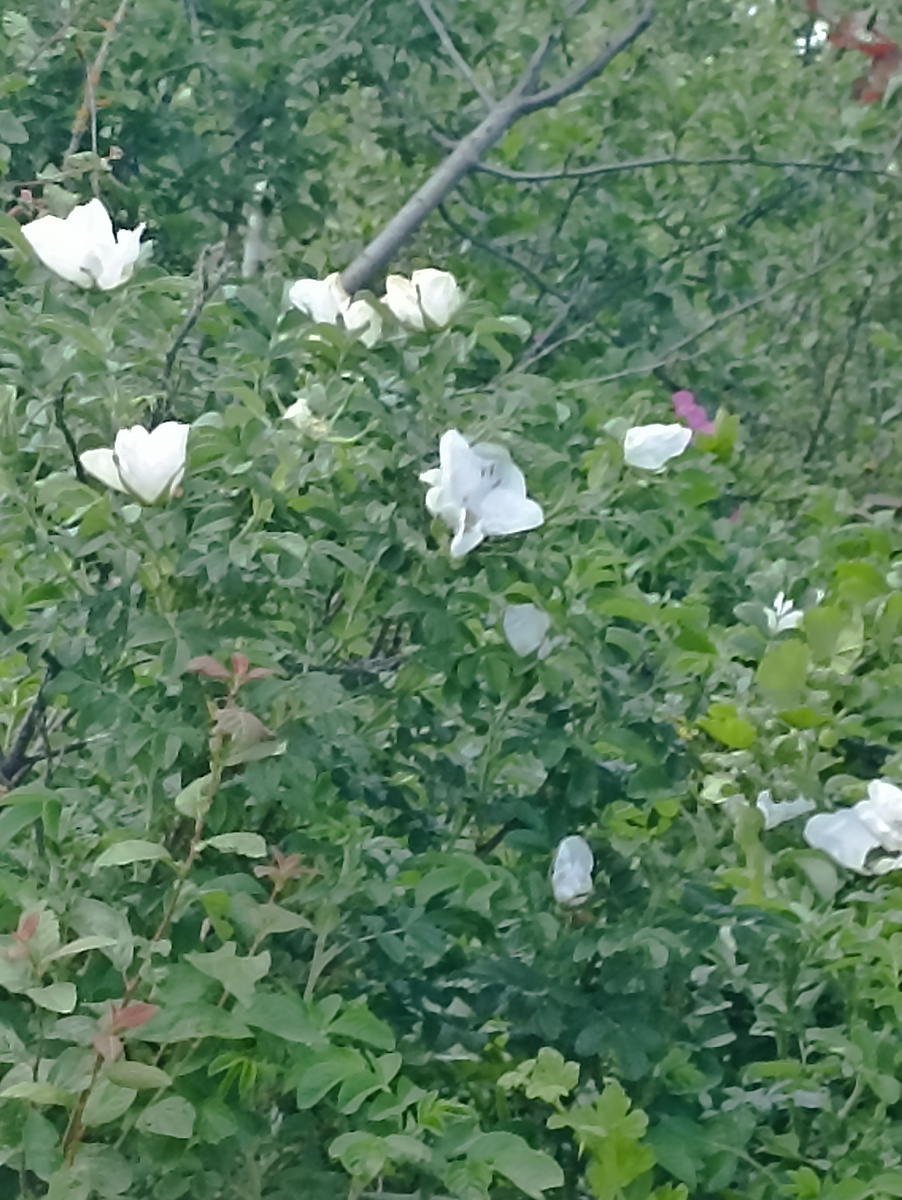 Белый шиповник, видела первый раз, решила поделиться с вами