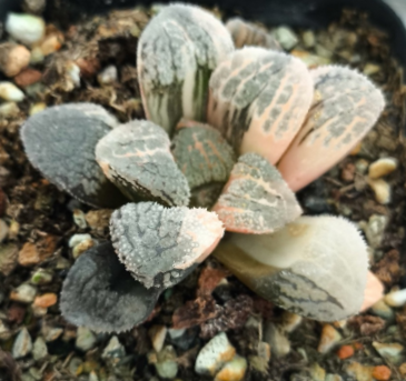 
Мордор вариегатный. Фото автора