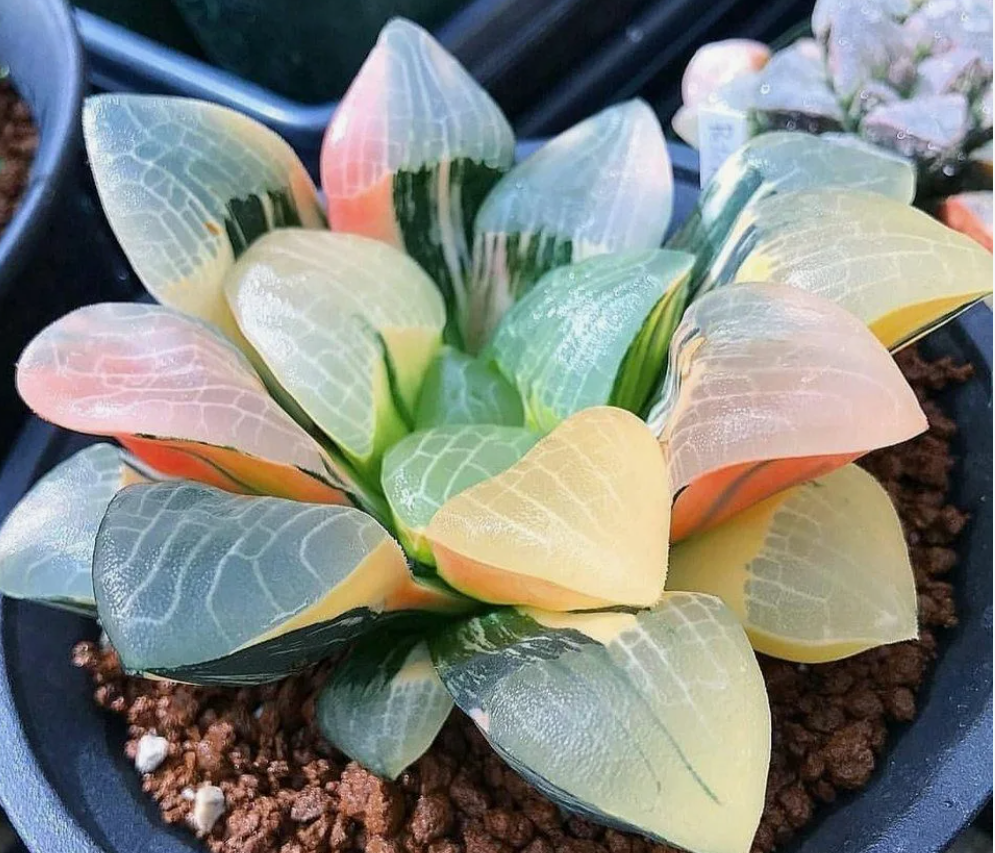 фото из интернеа