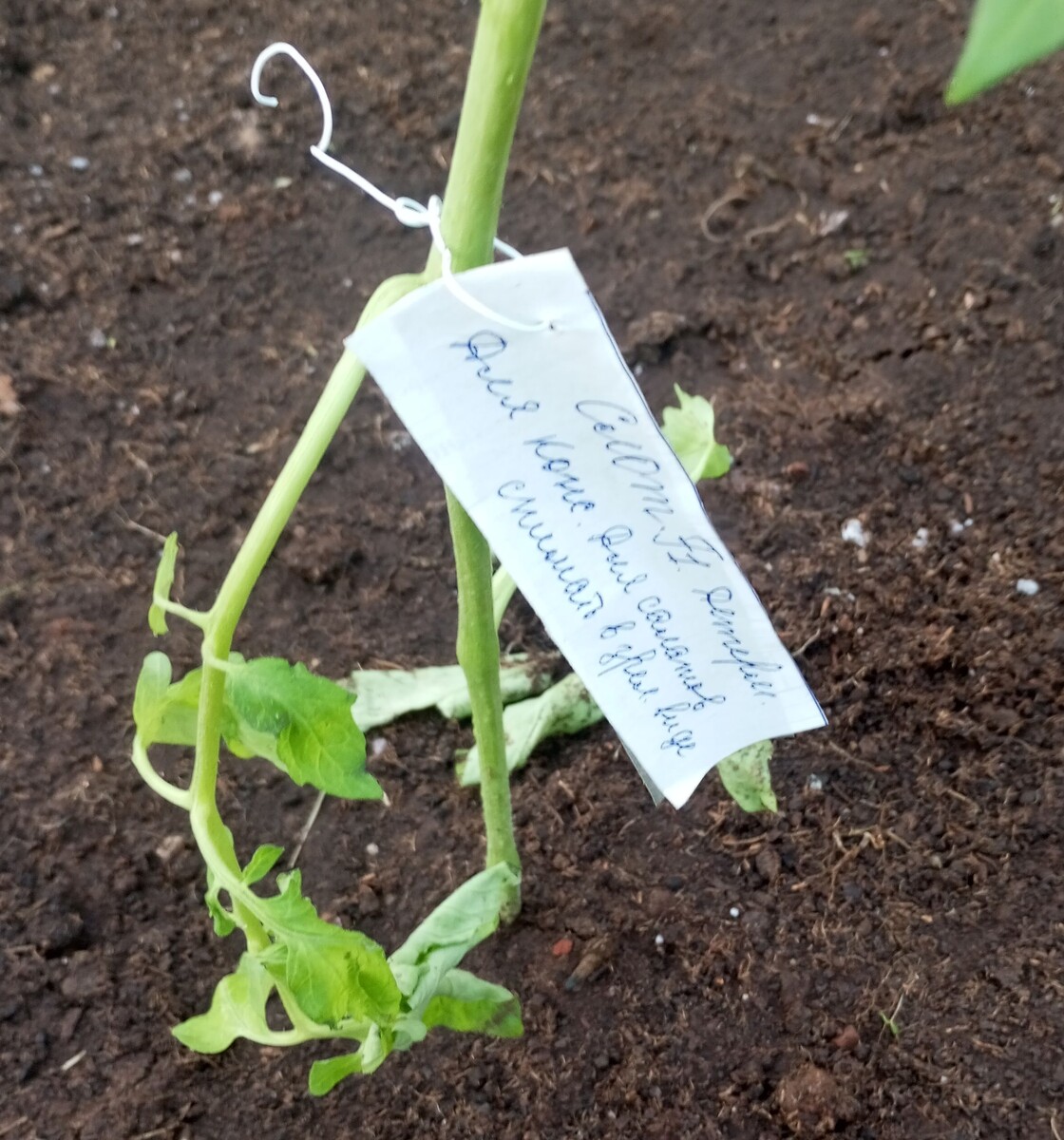 фото автора: томатоное растение с привязанной этикеткой из жести и бумаги