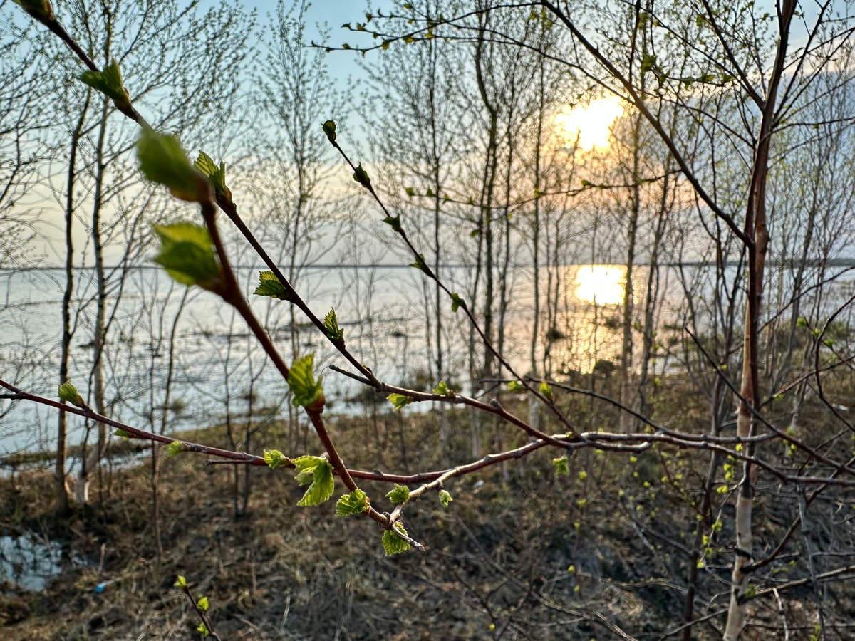 Первые листочки на березе.