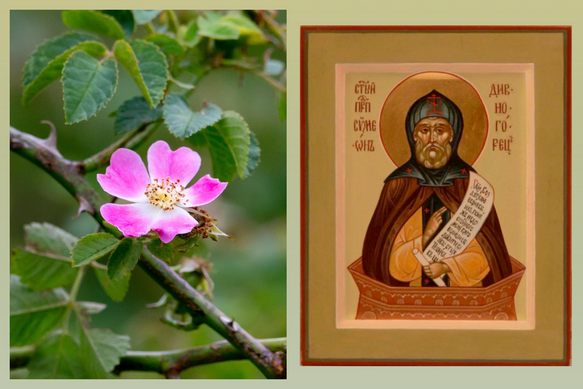 Прп. Симеон Столпник/azbuka.ru, Шиповник цветет/pixabay.com