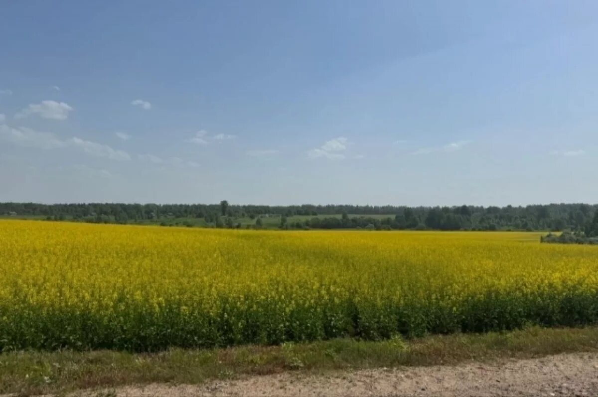    В Верхневолжье активно ведутся весенние полевые работы
