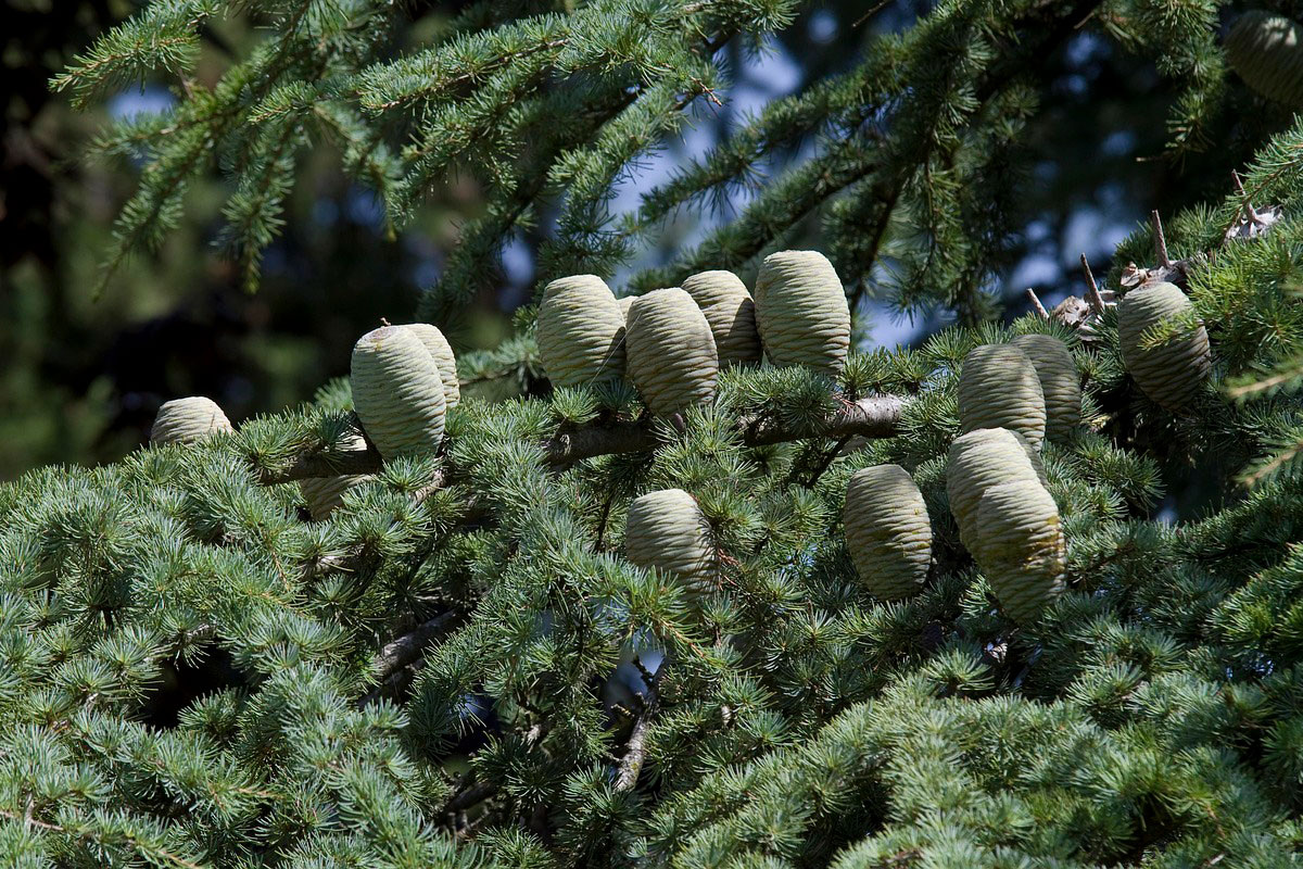    Фото: DanielWanke / Pixabay.com