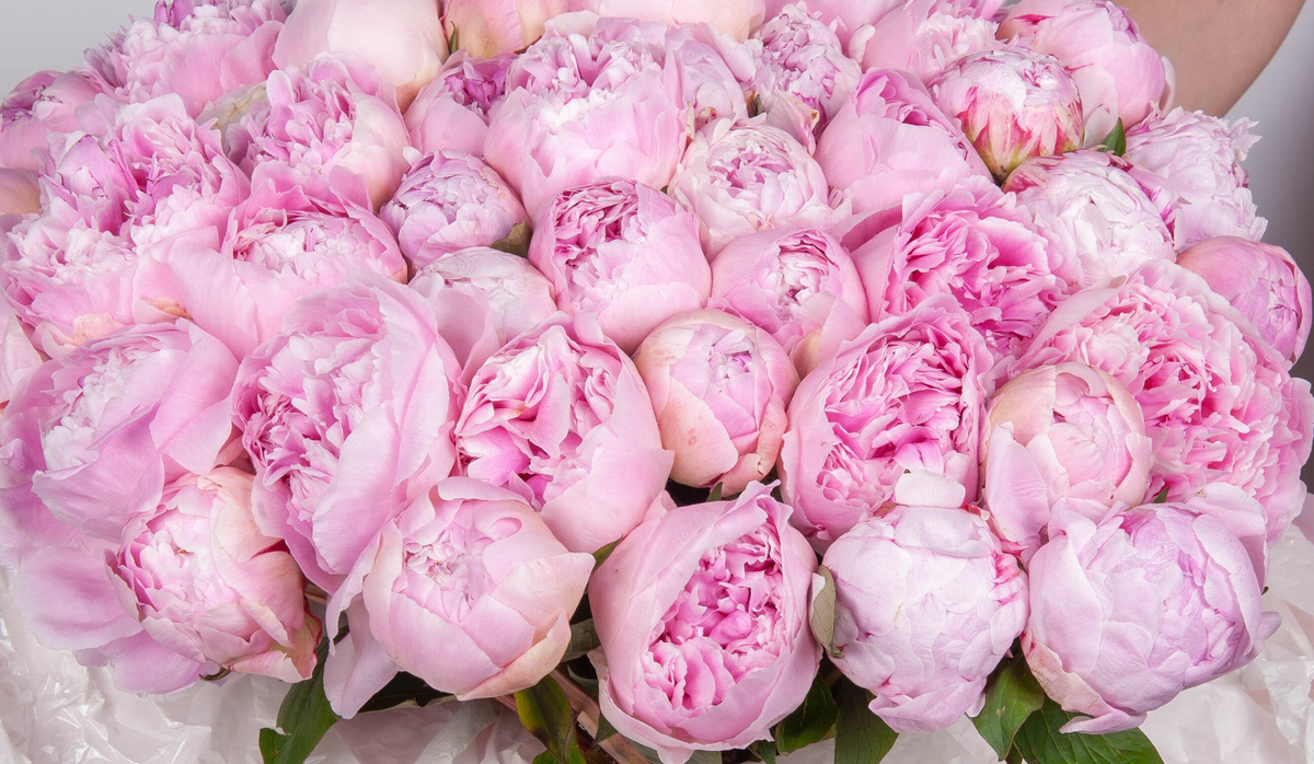 Нежные летние пионы растопят сердце каждой девушки 