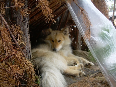 Фотографии Татьяны Немшановой. Весна в тайге. Пёс Дружок. Таёжный домик для лайки. Идёт весенний дождь. Пёс спрятался в шалашик, заботливо сиастеренный хозяйкой из веток и куска полиэтиленовой пленки. Западная Сибирь Приполярный Урал Зауралье Тайга Крайнего Севера ХМАО Югра. Май в Сибири. Пошёл майский снег!...