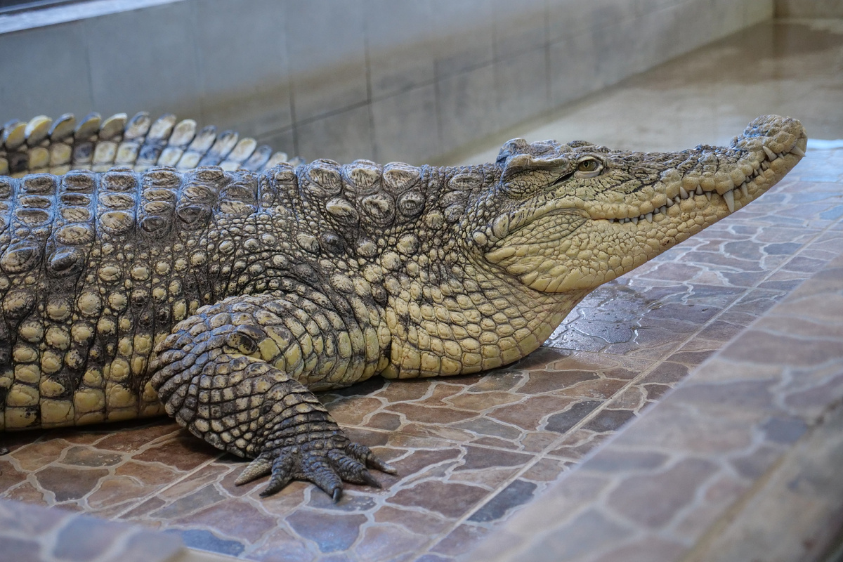 После наводнения крокодили вышли на охоту. Фото: Светлана Маковеева