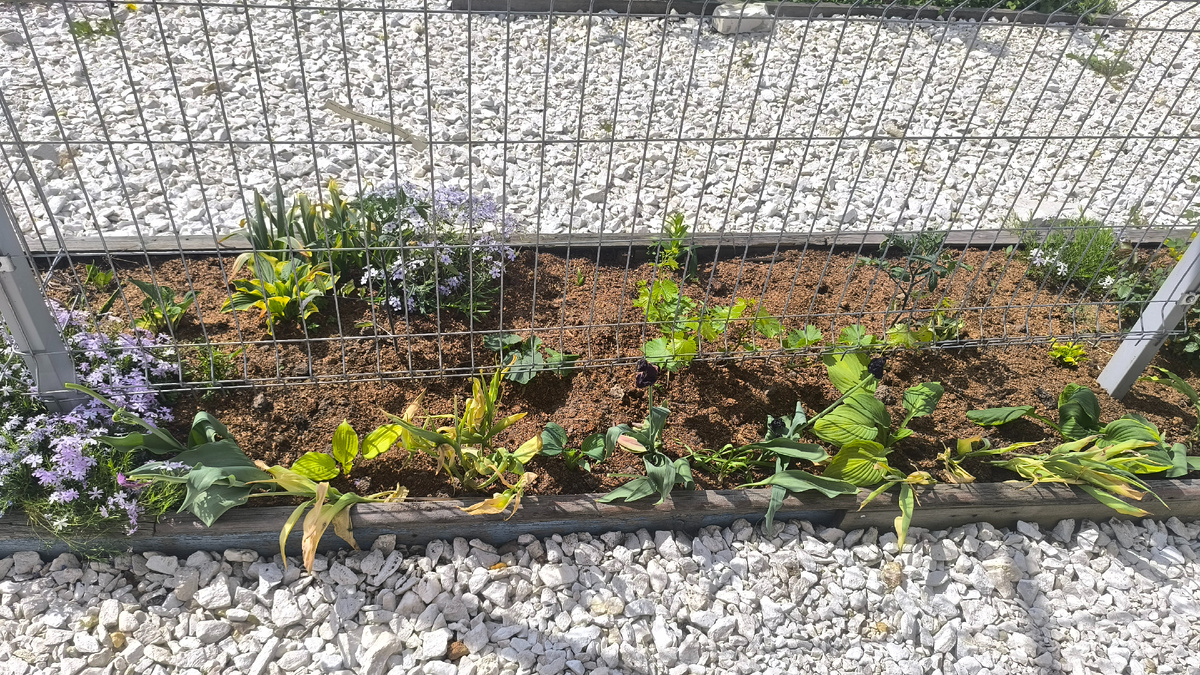 С права на лево Керли фрайз не влезла в кадр, самый правый лапух тут Пиззазз