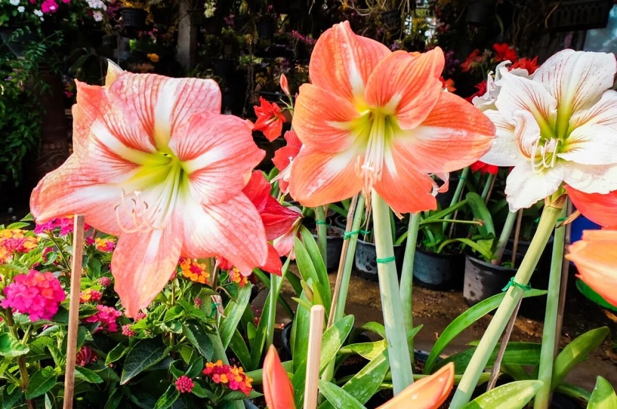    Длительное время гиппеаструмы были классикой среди комнатных растений.